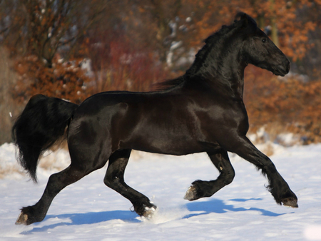 Great Horse - horses