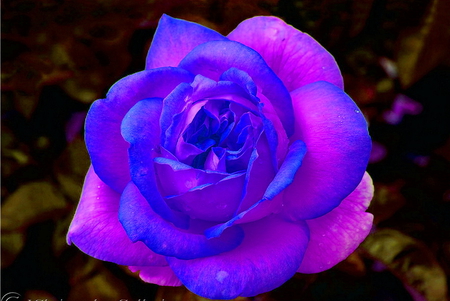 Friendship is like the gift of a rose - black, blue, rose, beauty, flower, pink