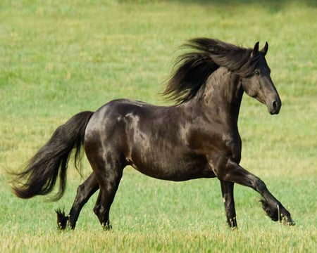 Lovely :) - horses, horse, i love horses