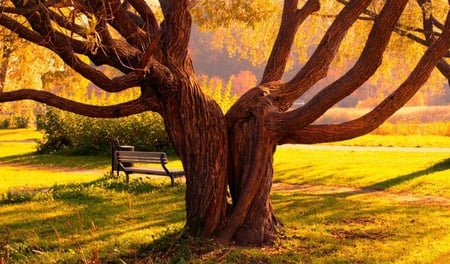 old tree - nature, wood, spring, grass, tree, chair