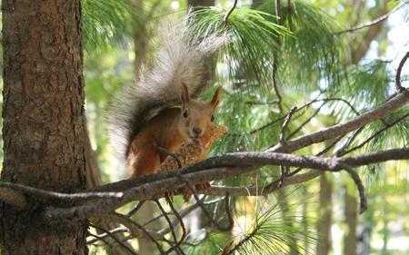 squirrel - tree, nature, squirrell, day