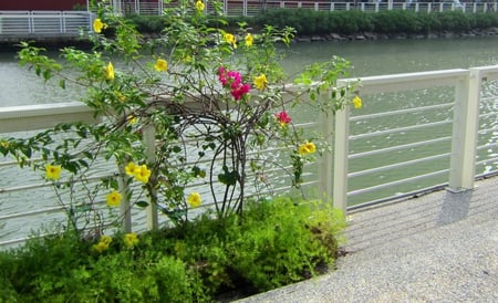 River view - plant, flowers, parapet, river