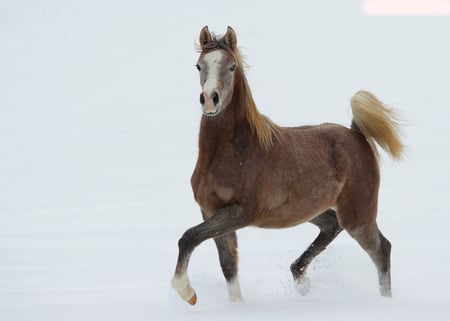 Amazing  horse in the snow:) - horses