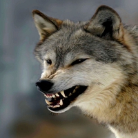 ANGRY WOLF