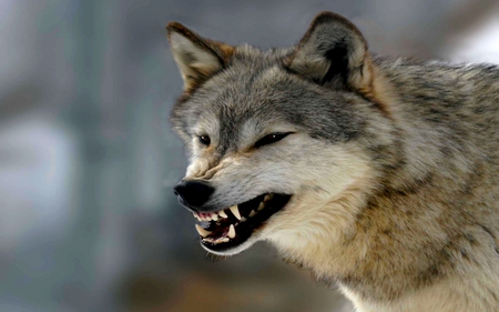 ANGRY WOLF