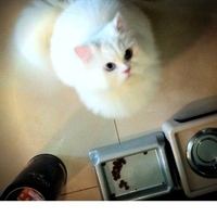 Cute cat