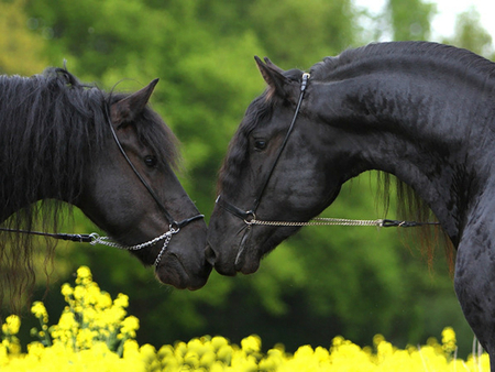 Lovely Horses