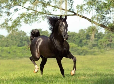 :D - i love horses, horse, horses