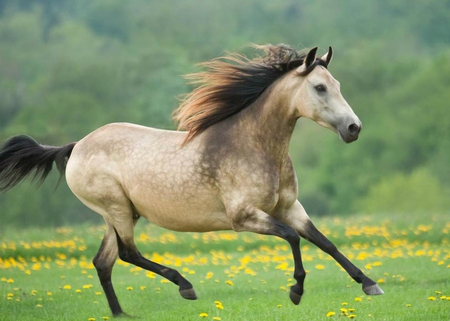 Pretty :) - i love horses, horse, horses