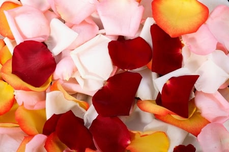 Flower Petals - roses, photgraphy, photo, petals, pink, flowers, white, nature, red