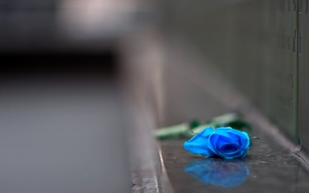 BLUE ROSE - wall, rose, single, floor