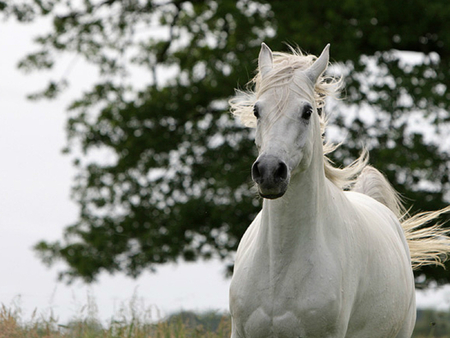 white Horse - horses