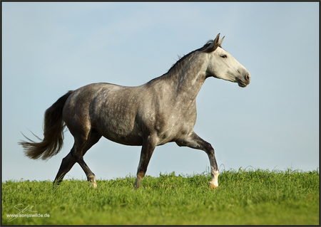 Run free... - i love horses, horse, horses