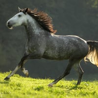 Grey horse :)