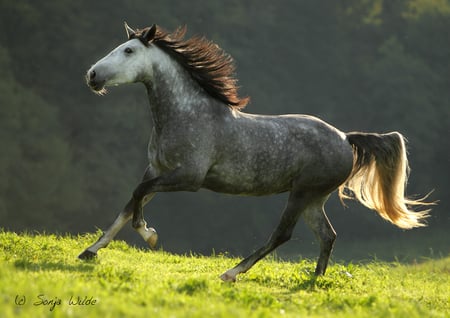 Grey horse :) - horses, horse, i love horses