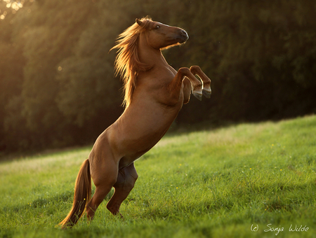 Happy horse :D