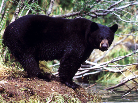 black bear - life, nort american, wild, animal, wallpaper, black bear