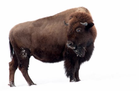 Bison - animal, bison, buffalo, north american, wallpaper