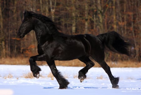 Beautiful Horse - horses