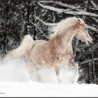 Snow horse :)