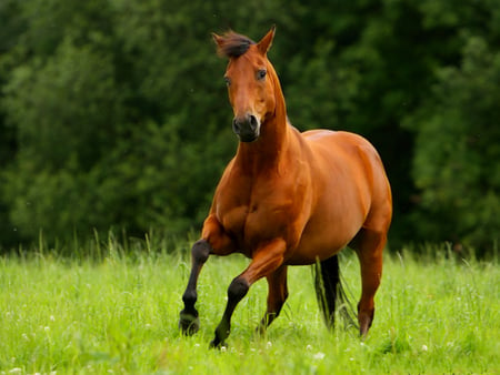 Cool Horse