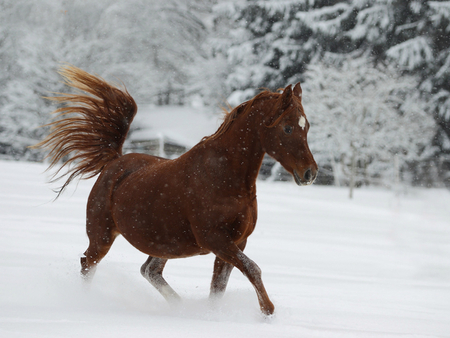 winterlich :) - horses