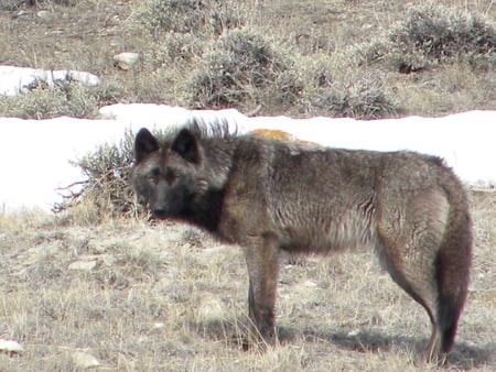 Black Timber wolf