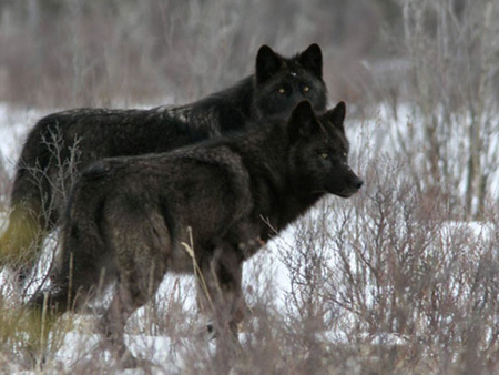 Two Black Wolves - snow wolves, wallpaper, timber, two black wolves