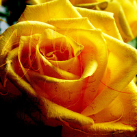 Yellow Rose