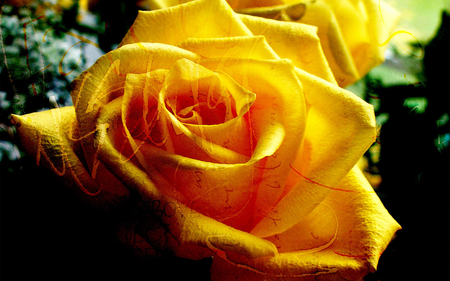 Yellow Rose - lonely, yellow, beautiful, photography, alone, beauty, lovely, photo, nature, rose