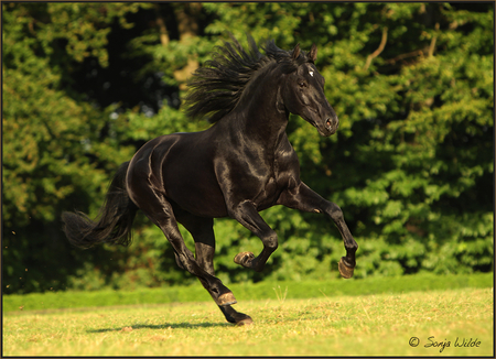 Cool horse - horses, horse, i love horses