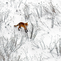 fox