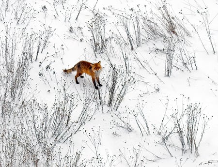 fox - white, winter, fox, view, snow, poland, sky