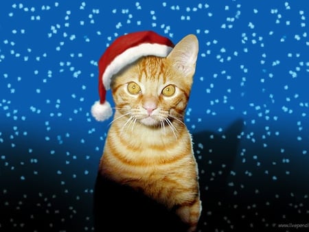 Christmas cat - cat, cap, red, blue, ginger, christmas