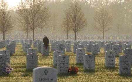 Eagles Respect - eagle, fallen, respect, military