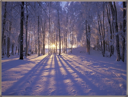 WINTER SUN RAYS - winter, nature, rays, sun