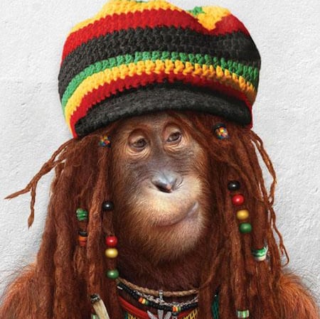 Rasta Monkey - hat, animals, rasta, funny, beads, chimpanzee, brown, rainbows, color, monkey