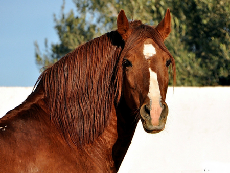 Berberhengst-Anthar - horses