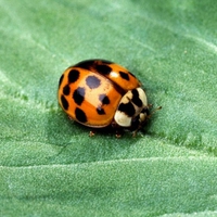 Asian-Multicolored-Lady-Beetle