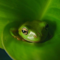 Green Frog