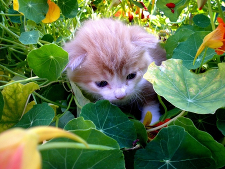 Kitten in Green - cute, picture, in green, kitten