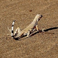 Lizard in Sand