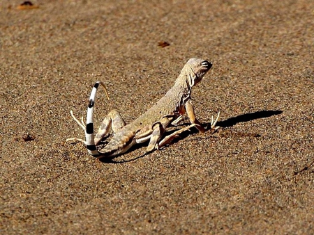 Lizard in Sand - lizard, in sand, picture, cool