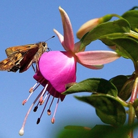 Moth-on-Fuchsia-Flower