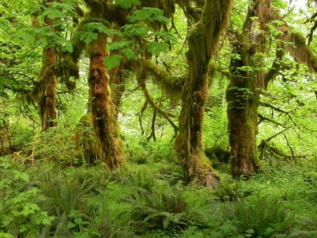 Maple Tree in Hoh Rain Forest Trail, WA - leaves, tree, forest, bushes