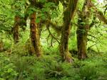 Maple Tree in Hoh Rain Forest Trail, WA