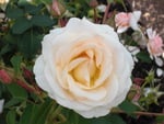 Beautiful Rose