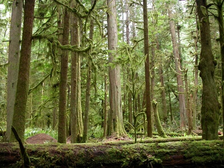 Moments of Time Trail, Olympic National Park, WA - leaves, forest, trees, light