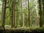 Moments of Time Trail, Olympic National Park, WA