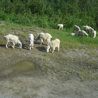 Mountain Sheep